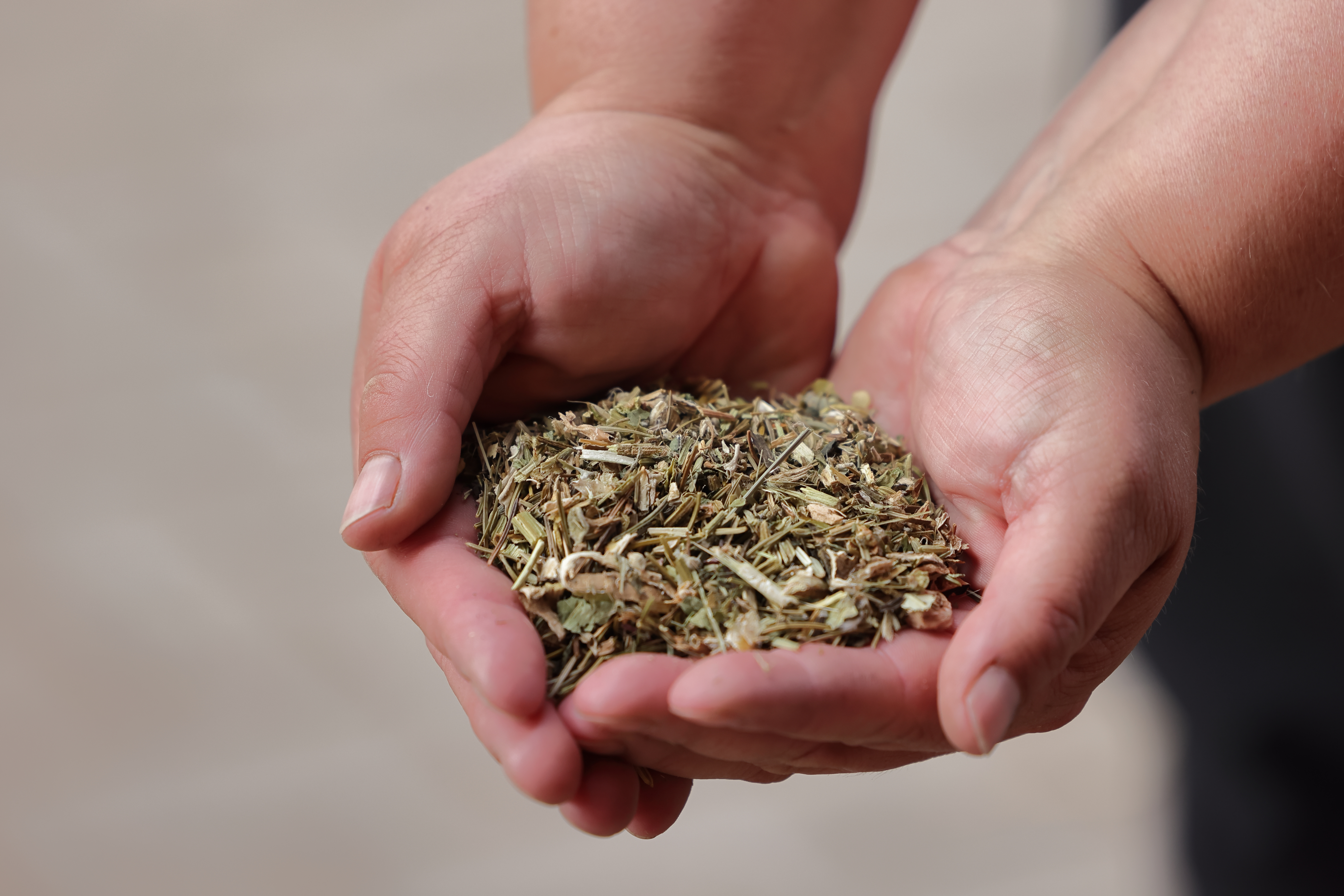 Kräuter für Pferde