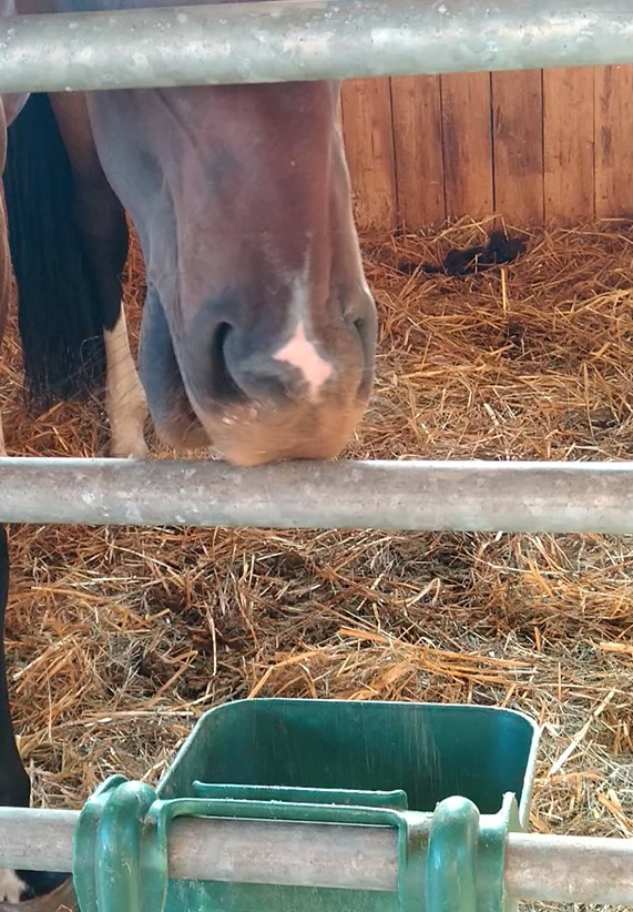 Mineralstoffe für Ihr Pferd